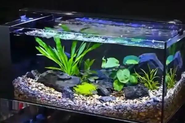 底滤鱼缸长绿苔的防治方法,要把鱼缸放在没有阳光的地方