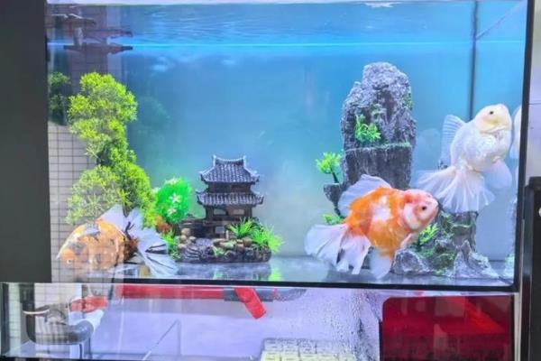 底滤鱼缸长绿苔的防治方法,要把鱼缸放在没有阳光的地方