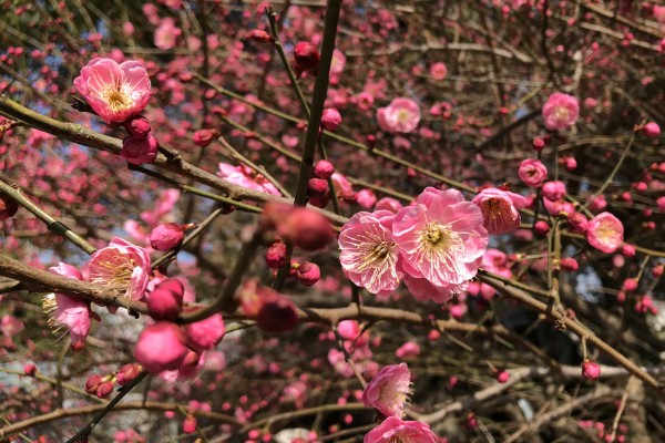 梅花在几月开，在每年2-3月开放