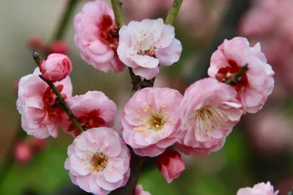 梅花在几月开，在每年2-3月开放