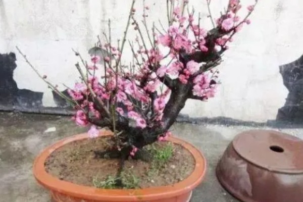 梅花在几月开，在每年2-3月开放