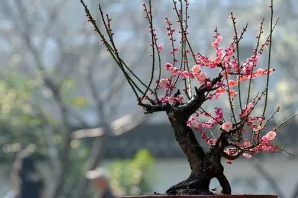 梅花在几月开，在每年2-3月开放
