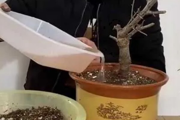 梅花在几月开，在每年2-3月开放