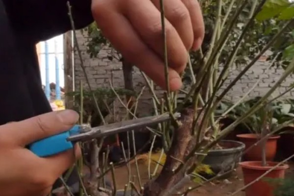 梅花在几月开，在每年2-3月开放