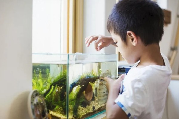 庭院鱼缸冬季如何越冬,埋在土壤中可以保暖