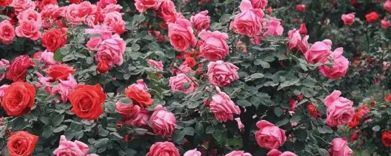 玫瑰的花期，一般是5-6月份