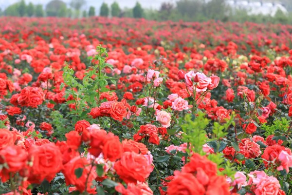玫瑰的花期,一般是5-6月份