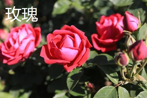 玫瑰的花期,一般是5-6月份