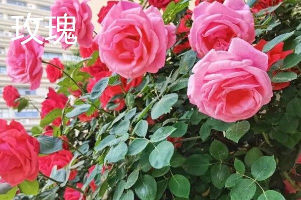 玫瑰的花期,一般是5-6月份