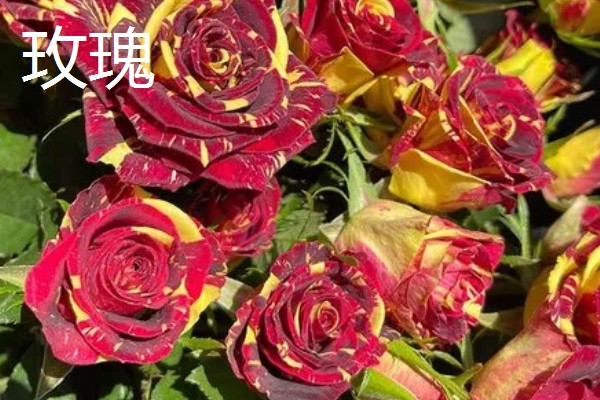 玫瑰的花期,一般是5-6月份