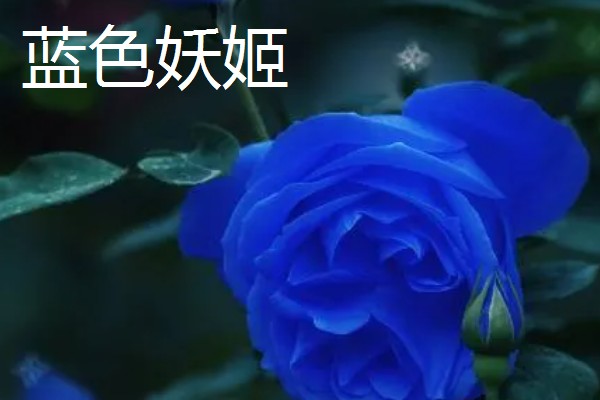 玫瑰的花期,一般是5-6月份