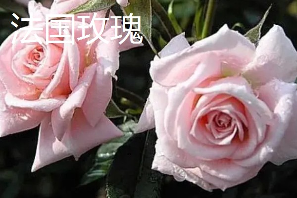 玫瑰的花期,一般是5-6月份