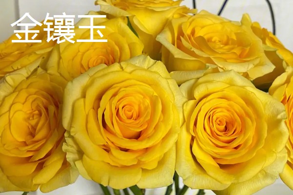 玫瑰的花期,一般是5-6月份
