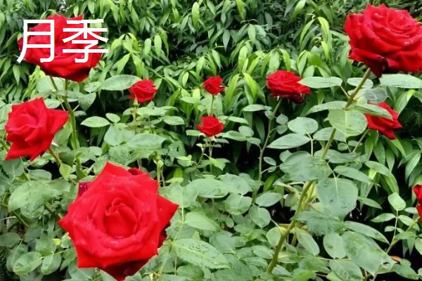 玫瑰的花期,一般是5-6月份
