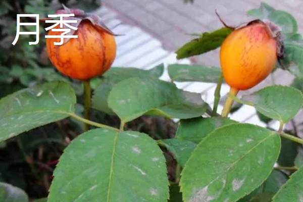 玫瑰的花期,一般是5-6月份