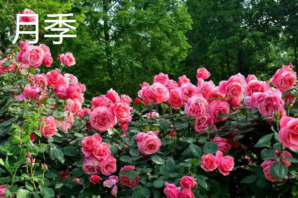 玫瑰的花期,一般是5-6月份