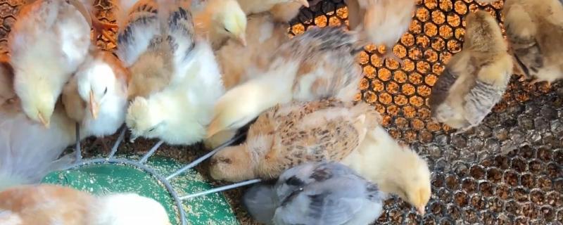 饲养小鸡的方法，破壳后把温度保持在33-35℃左右