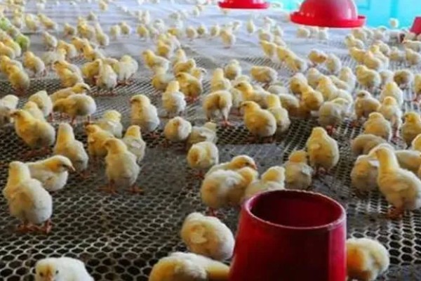 饲养小鸡的方法，破壳后把温度保持在33-35℃左右