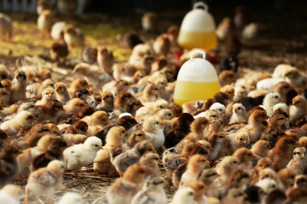 饲养小鸡的方法，破壳后把温度保持在33-35℃左右