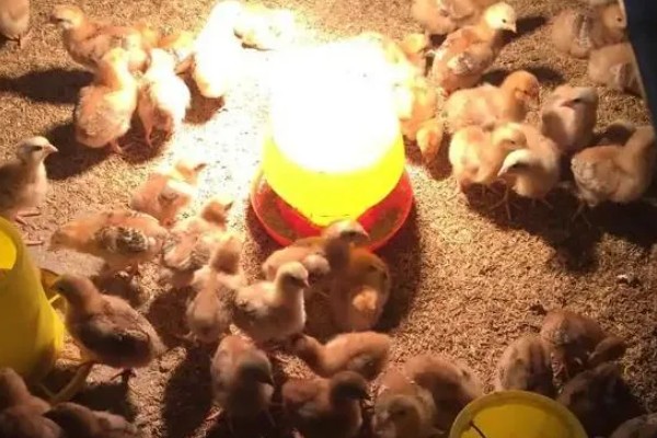 饲养小鸡的方法，破壳后把温度保持在33-35℃左右