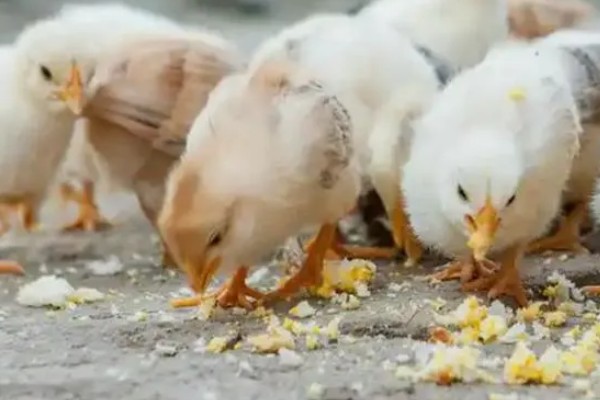 饲养小鸡的方法，破壳后把温度保持在33-35℃左右
