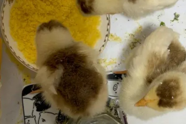 饲养小鸡的方法，破壳后把温度保持在33-35℃左右