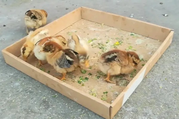 饲养小鸡的方法，破壳后把温度保持在33-35℃左右
