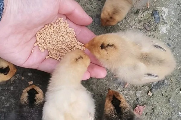 饲养小鸡的方法，破壳后把温度保持在33-35℃左右