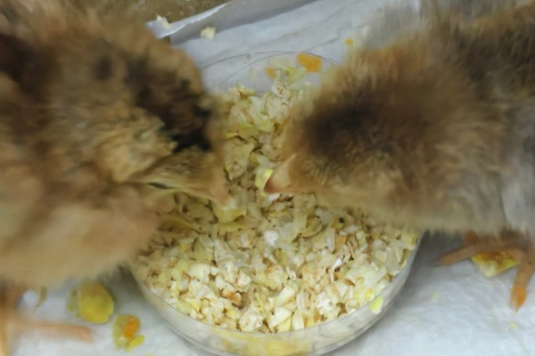 饲养小鸡的方法，破壳后把温度保持在33-35℃左右