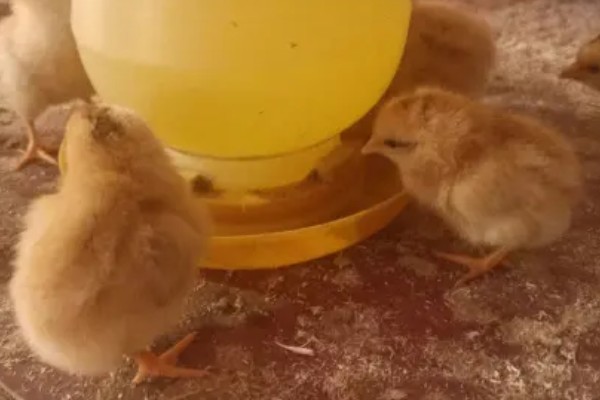 饲养小鸡的方法，破壳后把温度保持在33-35℃左右