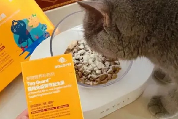 小猫口臭如何处理,饲喂益生菌可以调理胃肠