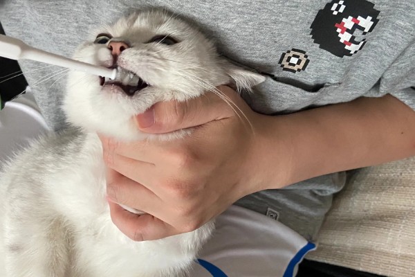 小猫口臭如何处理,饲喂益生菌可以调理胃肠