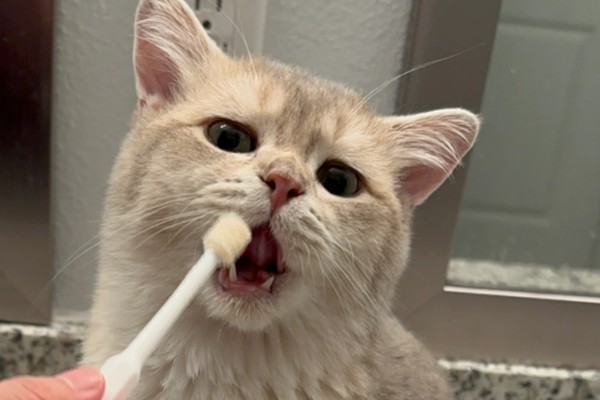 小猫口臭如何处理,饲喂益生菌可以调理胃肠