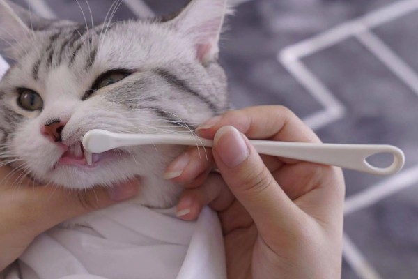小猫口臭如何处理,饲喂益生菌可以调理胃肠