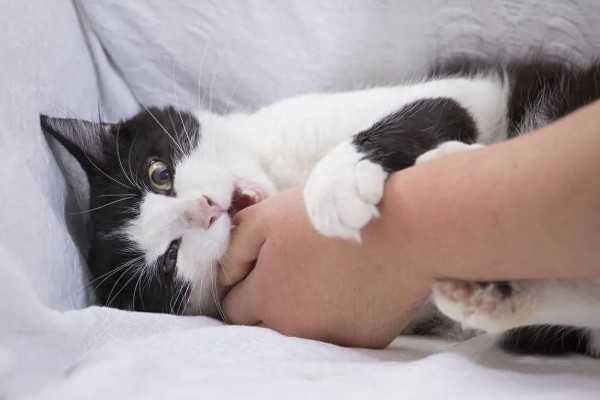 小猫口臭如何处理,饲喂益生菌可以调理胃肠