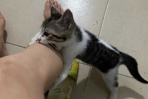 小猫口臭如何处理,饲喂益生菌可以调理胃肠