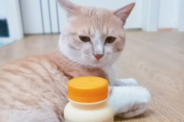 小猫口臭如何处理,饲喂益生菌可以调理胃肠
