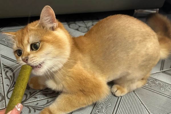小猫口臭如何处理,饲喂益生菌可以调理胃肠