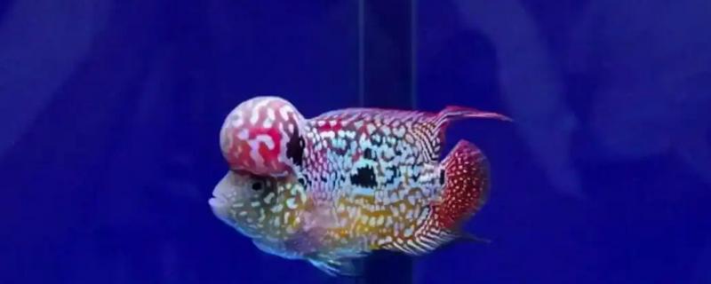 罗汉鱼饿多久才能起头，每个星期饿1-2天经过2个月左右就能起头