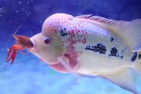 罗汉鱼饿多久才能起头,每个星期饿1-2天经过2个月左右就能起头