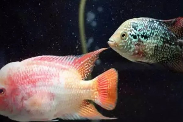 罗汉鱼饿多久才能起头,每个星期饿1-2天经过2个月左右就能起头