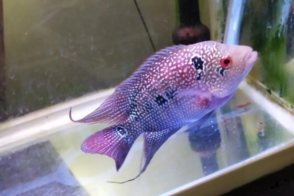 罗汉鱼饿多久才能起头,每个星期饿1-2天经过2个月左右就能起头