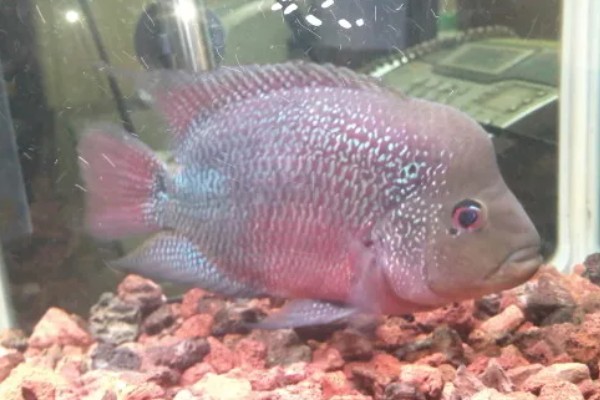 罗汉鱼饿多久才能起头,每个星期饿1-2天经过2个月左右就能起头