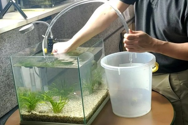 草缸适合用什么鱼做清道夫，接吻鱼是不错的选择