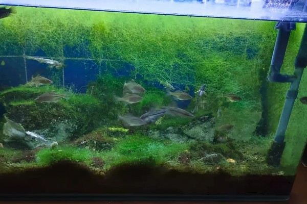 草缸适合用什么鱼做清道夫，接吻鱼是不错的选择