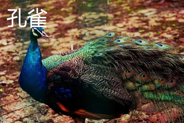 孔雀和锦鸡会飞吗,孔雀的飞行距离比锦鸡更远