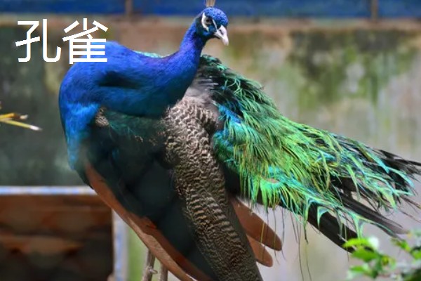 孔雀和锦鸡会飞吗,孔雀的飞行距离比锦鸡更远
