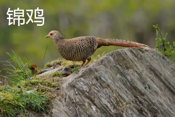 孔雀和锦鸡会飞吗,孔雀的飞行距离比锦鸡更远