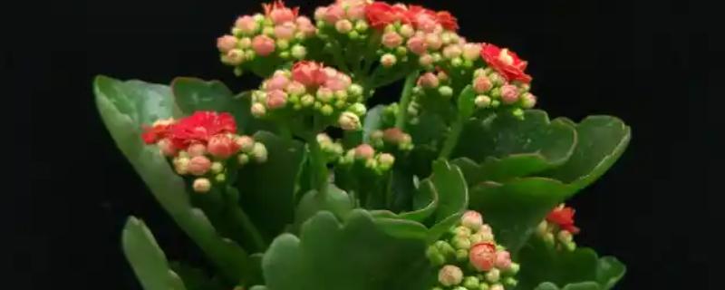 长寿花叶子发软如何处理，夏季每隔1-3天浇一次水