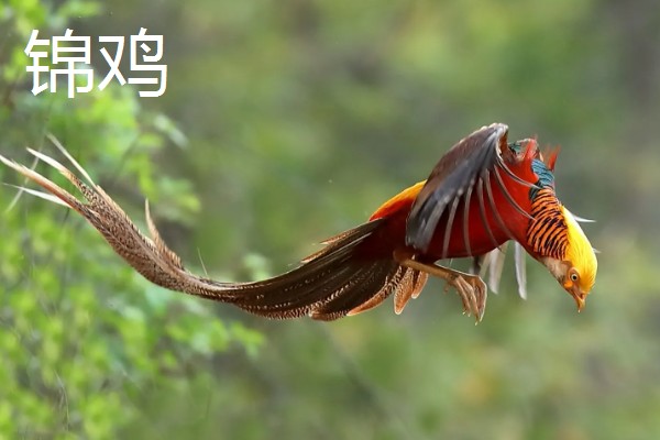孔雀和锦鸡会飞吗,孔雀的飞行距离比锦鸡更远